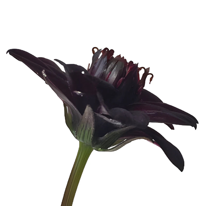 Chocolate Cosmos Flowers