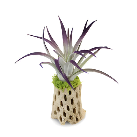 Purple Sage Desert Air Plant Centerpieces