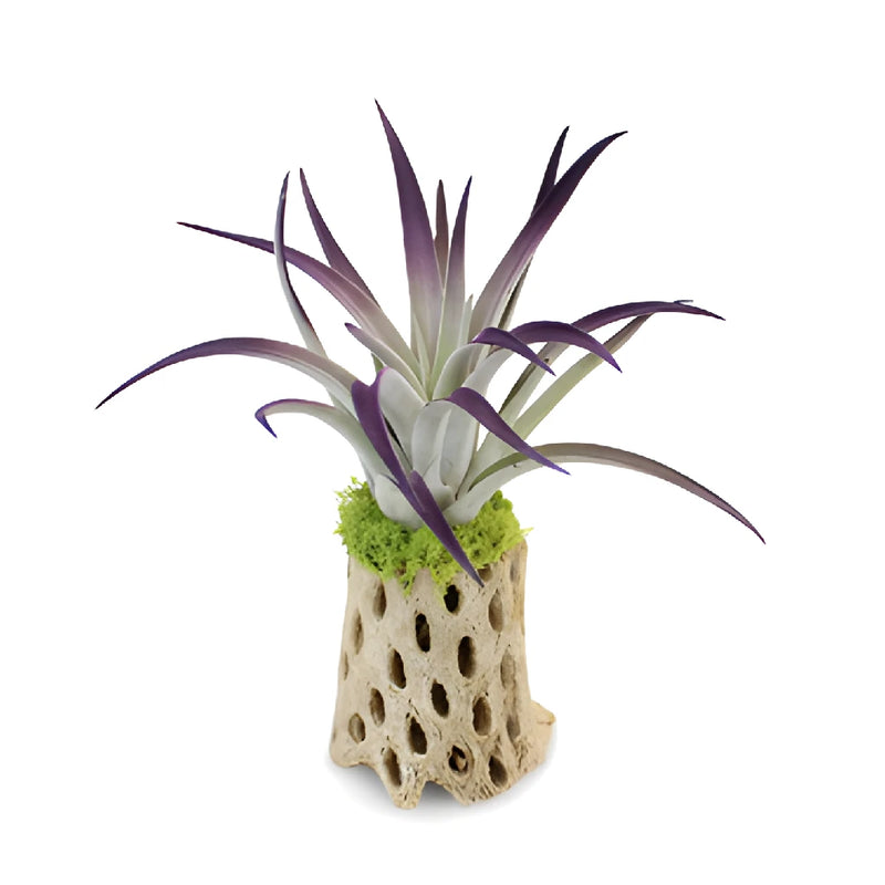 Purple Sage Desert Air Plant Centerpieces