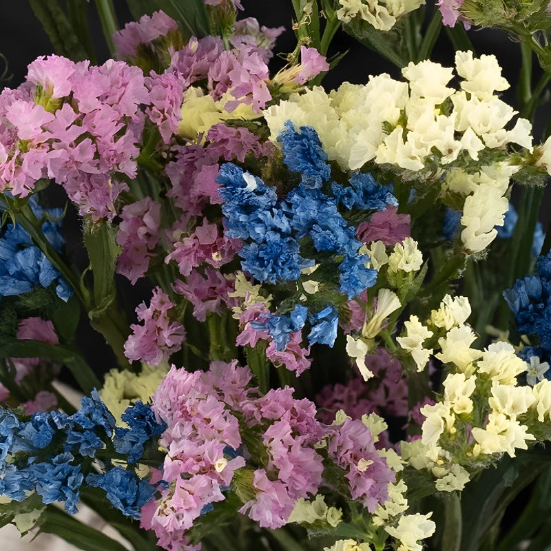 Choose Your Own Statice Flower Pack Close Up - Image