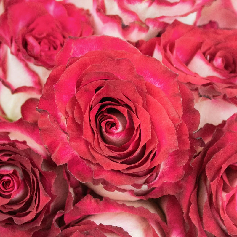 Buy Wholesale Glass Slipper Pink and White Cinderella Roses in Bulk