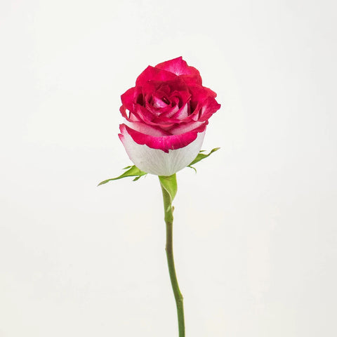 Cinderella Pink and White Rose Stem