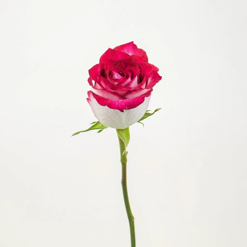 Cinderella Pink and White Rose Stem