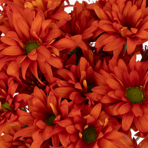 Cinnabar Daisy Flower Stem - Image
