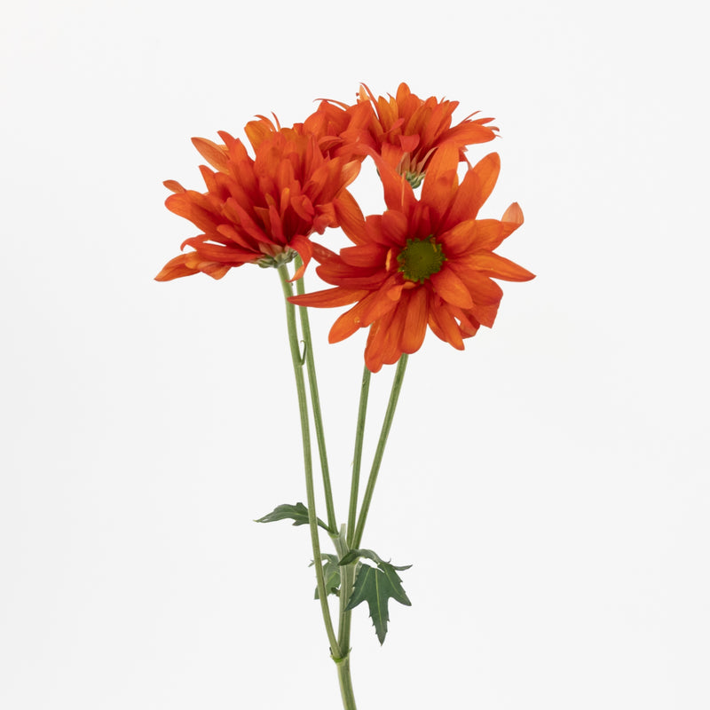 Cinnabar Daisy Flower Vase - Image