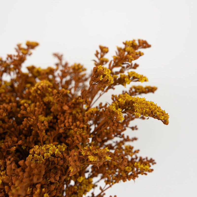 Cinnamon Bark Tinted Solidago Flowers Close Up - Image