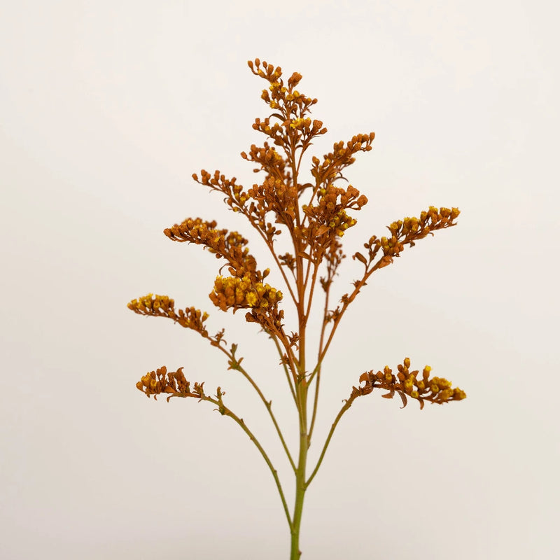 Cinnamon Bark Tinted Solidago Flowers Stem - Image