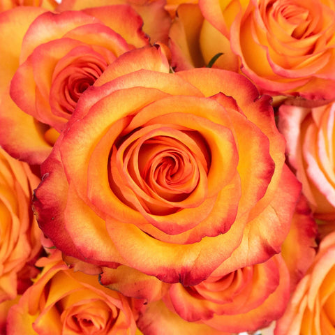 Circus Yellow And Red Rose Flower Up Close