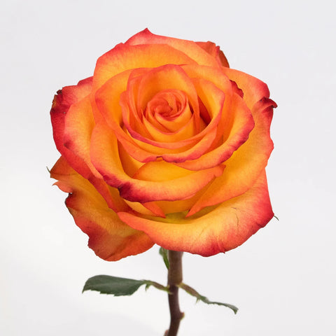 Circus Yellow And Red Rose Flower Stem