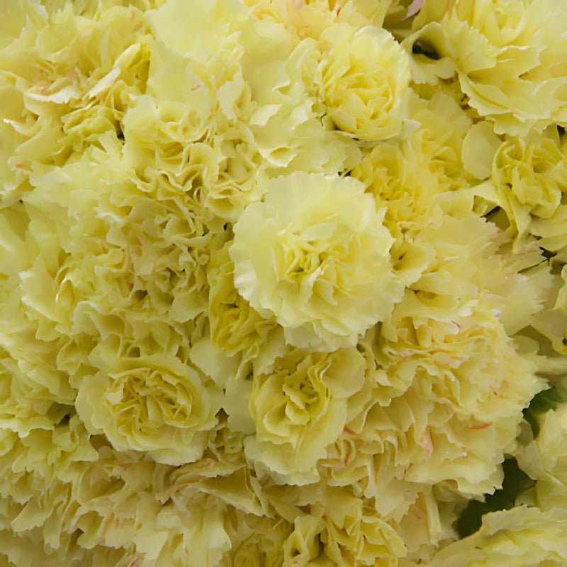 Citrus Love Wholesale Carnations Up close