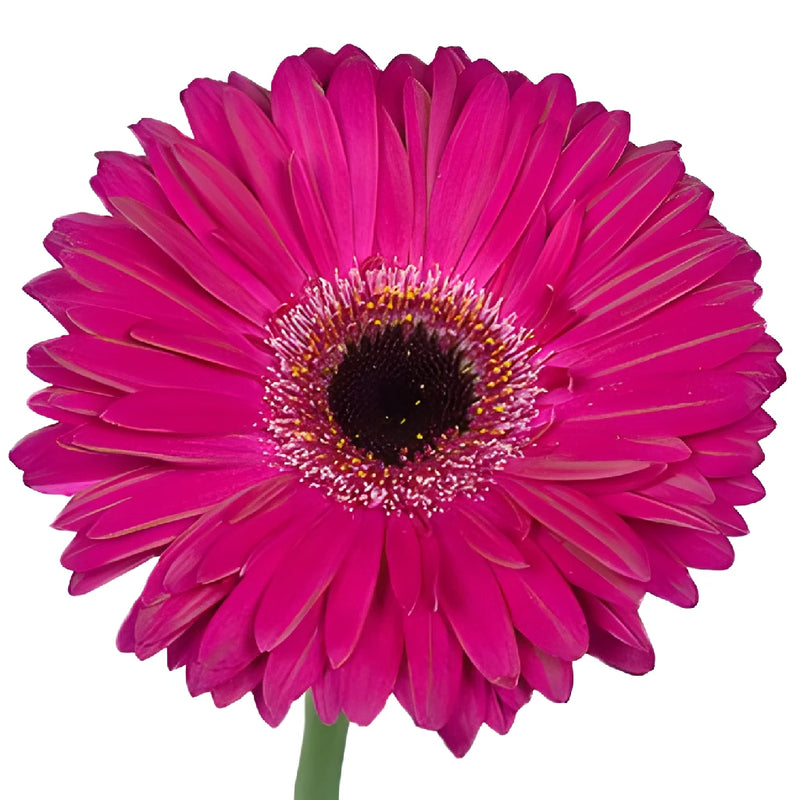 Gerbera Daisy Clasico Purpleberry Flower Up close