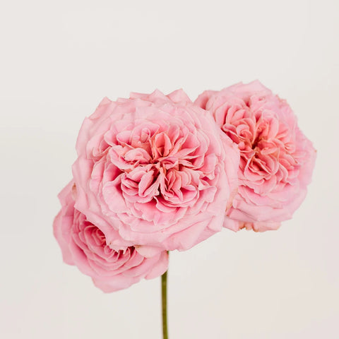 Classic Pink Spray Garden Roses Close Up - Image