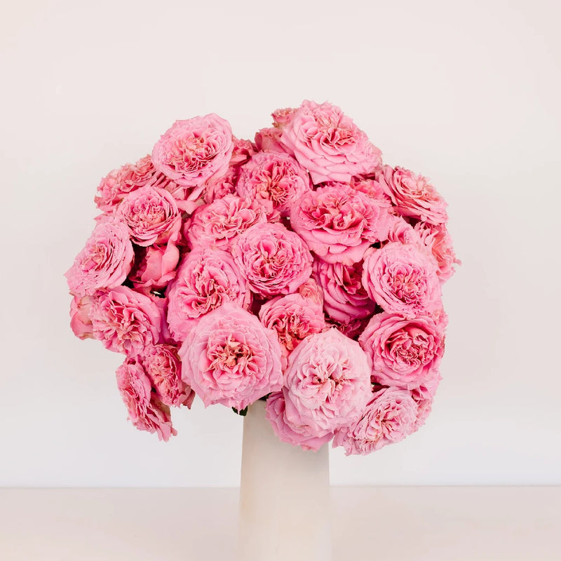 Classic Pink Spray Garden Roses Stem - Image