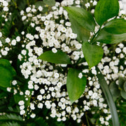 DIY Flower Kits Greenery Kits Card