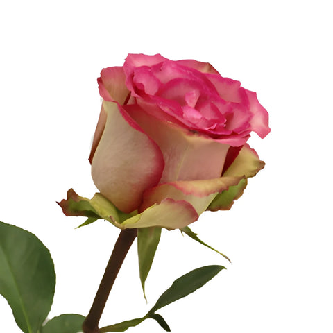 Classic Cezanne Antique Fuchsia Rose
