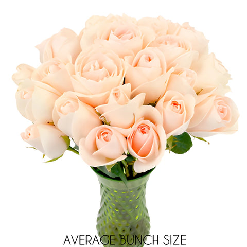 James Peach Sweetheart Rose