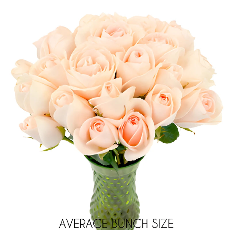 James Peach Sweetheart Rose