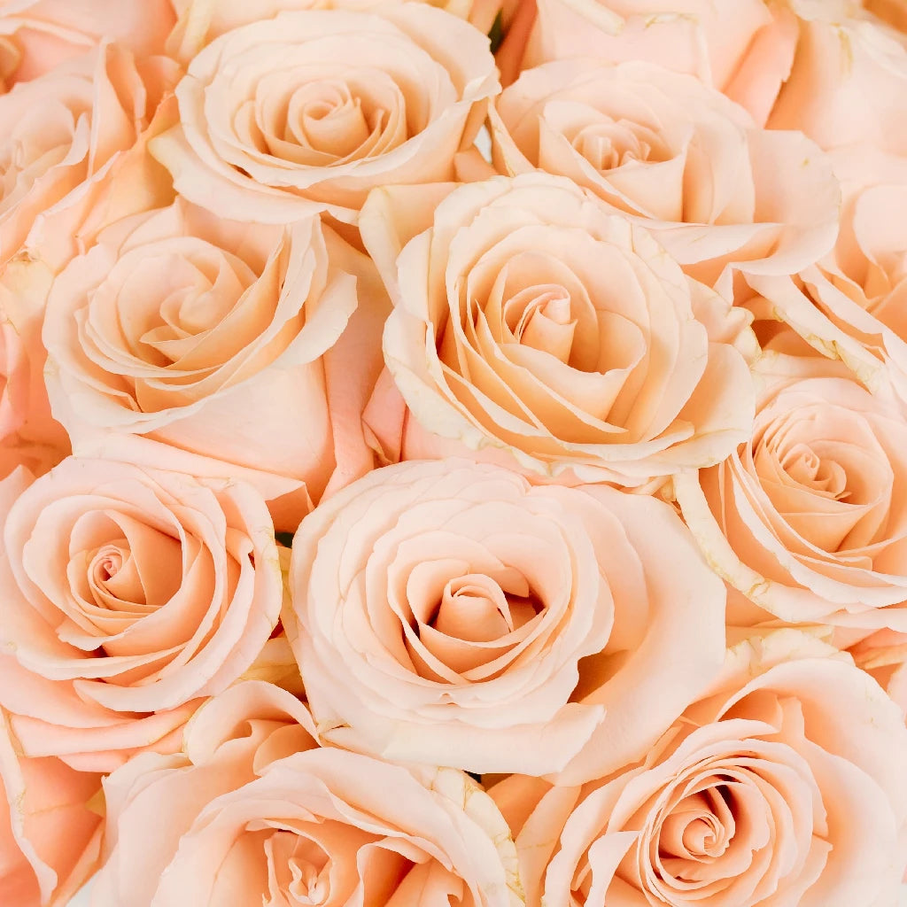 Buy Wholesale Pink Peach Elegant Roses in Bulk - FiftyFlowers