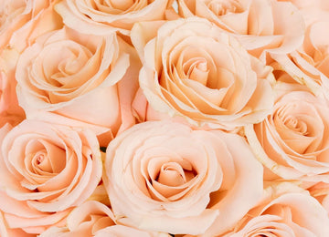 Cleo Roses Close Up - Image