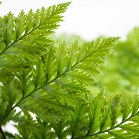 Victorian Lacey Leather Greenery