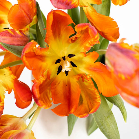 Close Up Orange Parrot Novelty Tulip - Image