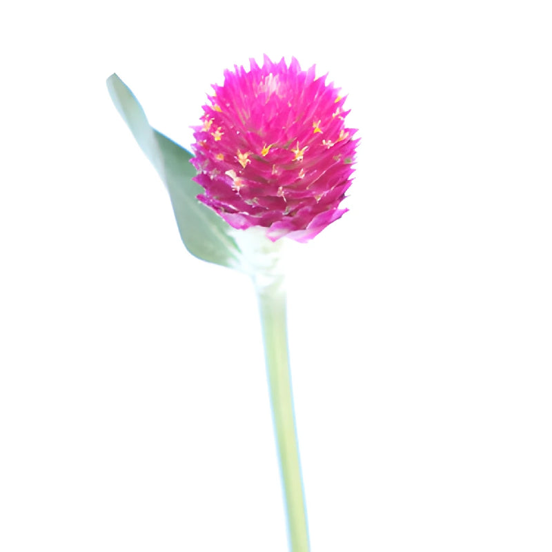 Hot Pink Gomphrena Flowers