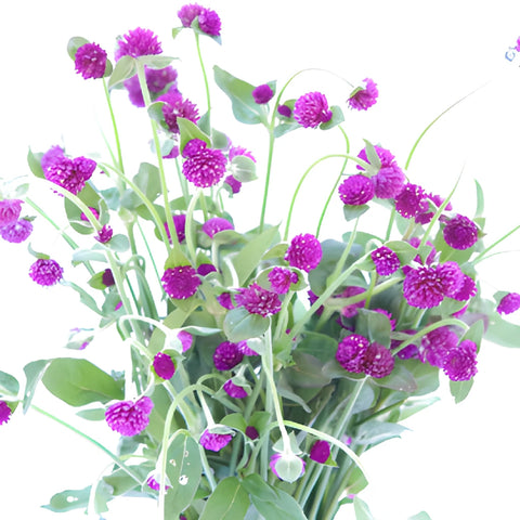 Magenta Purple Gomphrena Flowers