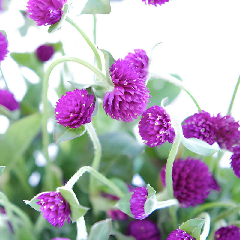 Magenta Purple Gomphrena Flowers