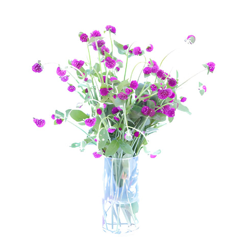 Magenta Purple Gomphrena Flowers