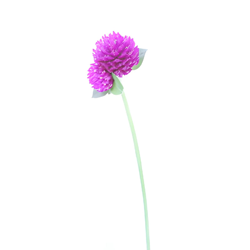 Magenta Purple Gomphrena Flowers