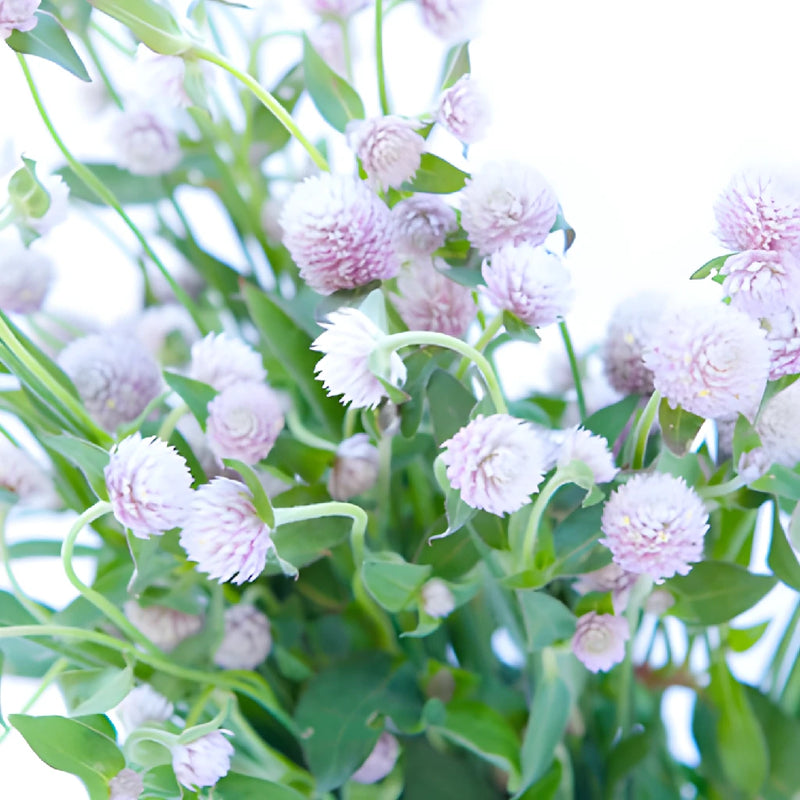 Light Lavender Gomphrena Flowers