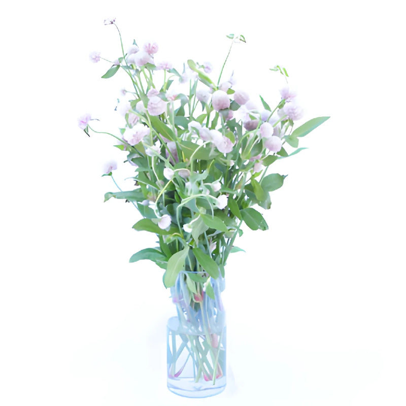 Light Lavender Gomphrena Flowers