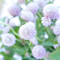 Light Lavender Gomphrena Flowers