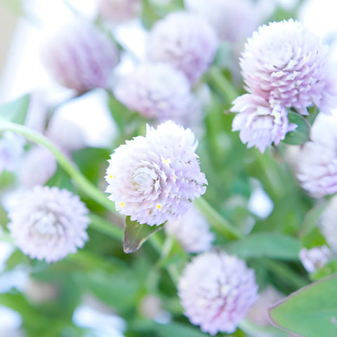 Light Lavender Gomphrena Flowers