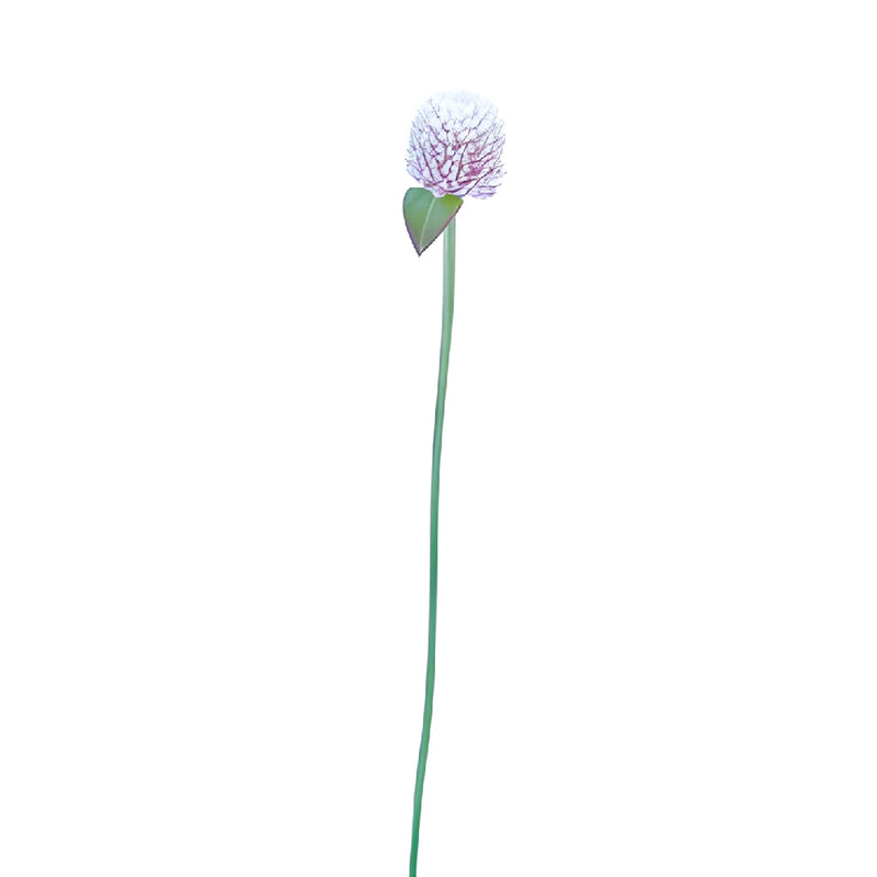 Light Lavender Gomphrena Flowers
