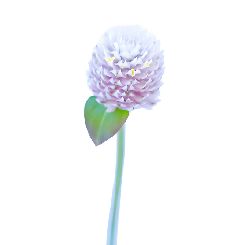 Light Lavender Gomphrena Flowers