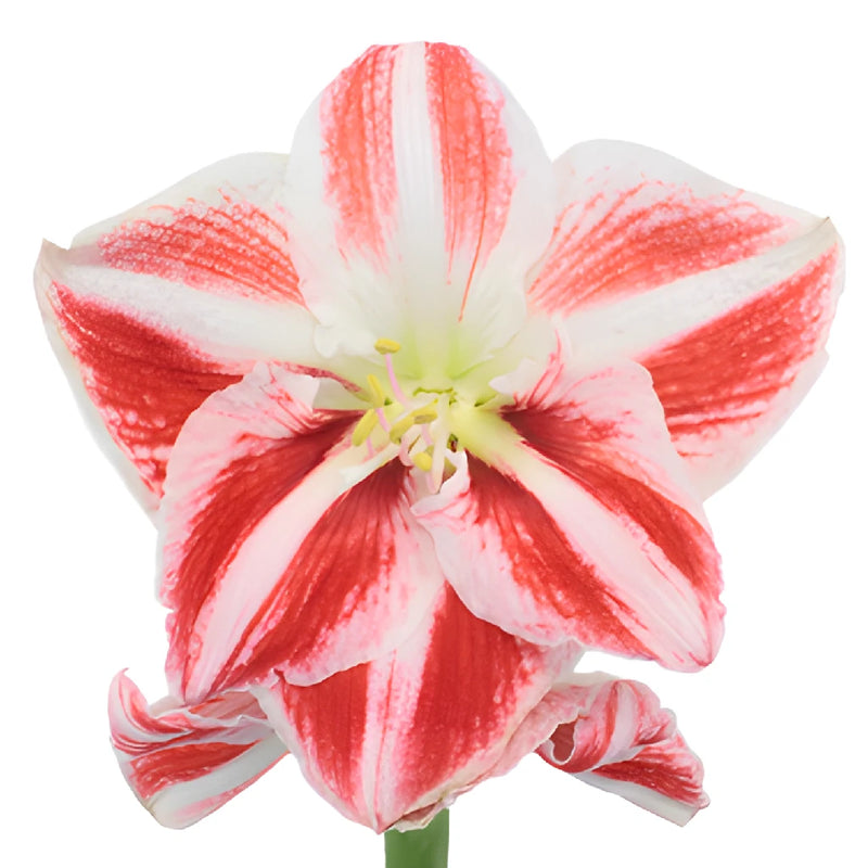 Peppermint Stripes Amaryllis Flowers