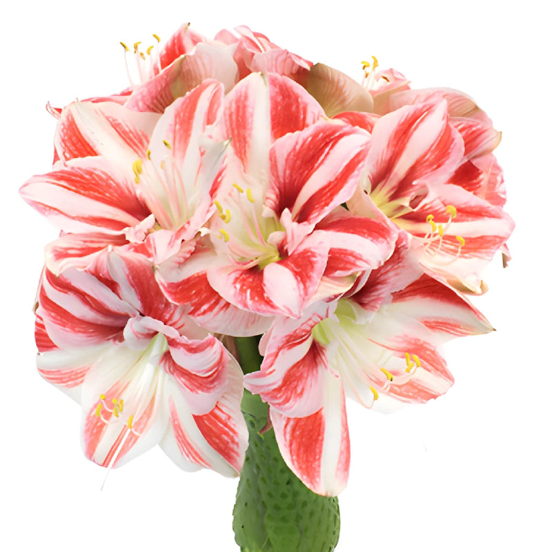 Peppermint Stripes Amaryllis Flowers