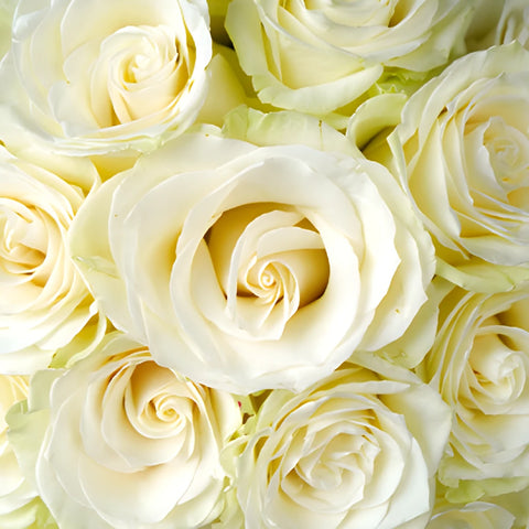 Mondial White Rose