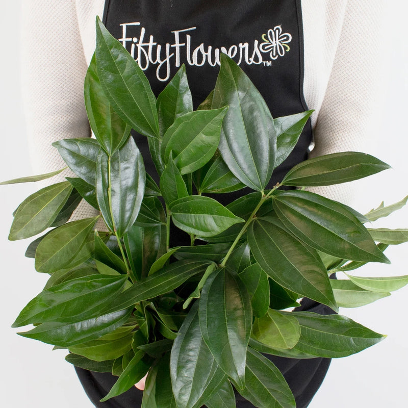 Cocculus Greenery Bunch in Hand