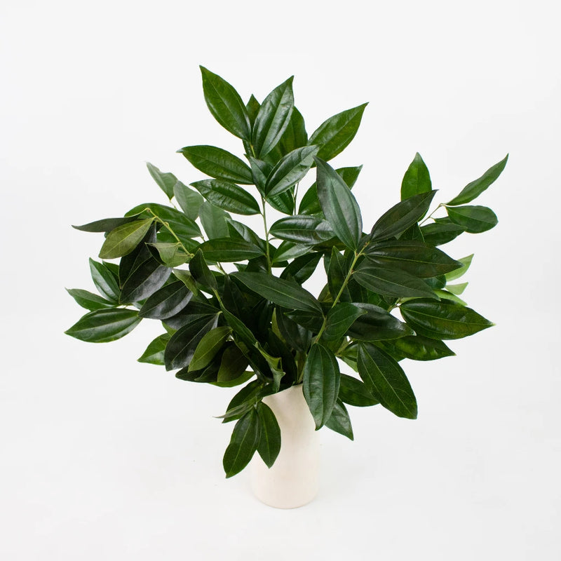 Cocculus Greenery Bunch in Vase