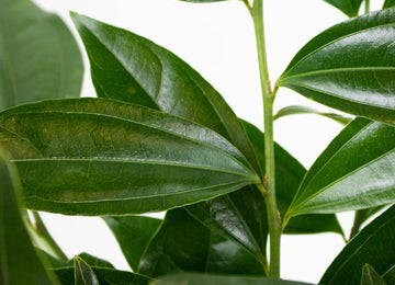 Cocculus Greenery Up Close