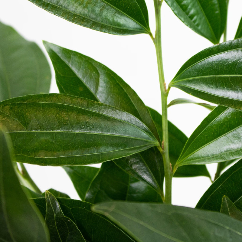 Cocculus Greenery Up Close