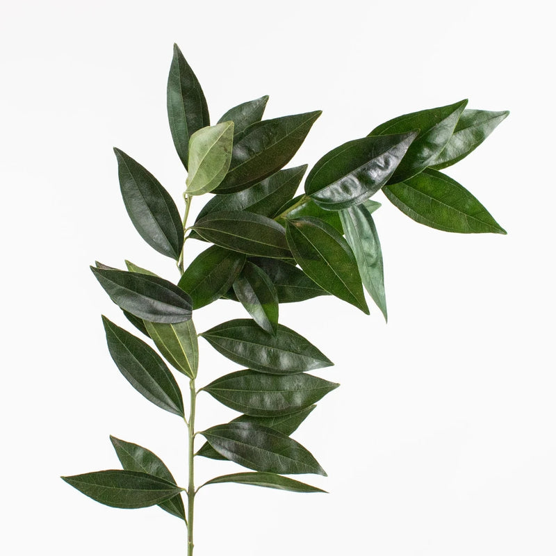 Cocculus Greenery Stem