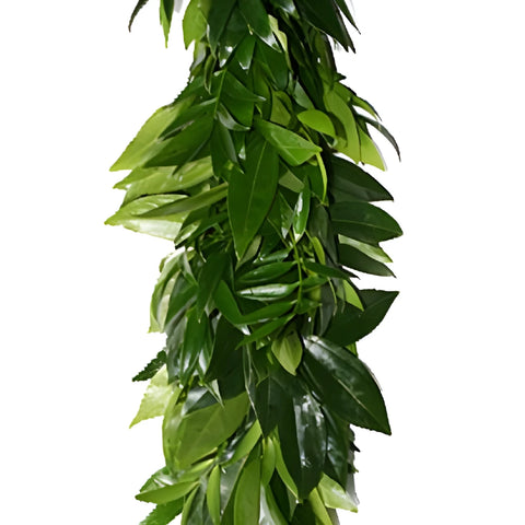 Nagi, Salal and Cocculus Greens Garland