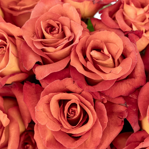 Coffee Break Terracotta Rose Close Up - Image