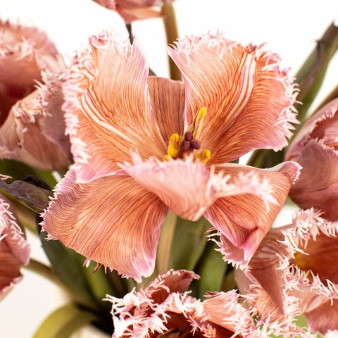 Coffee With Cream Brownie Lily Tulip Close Up - Image