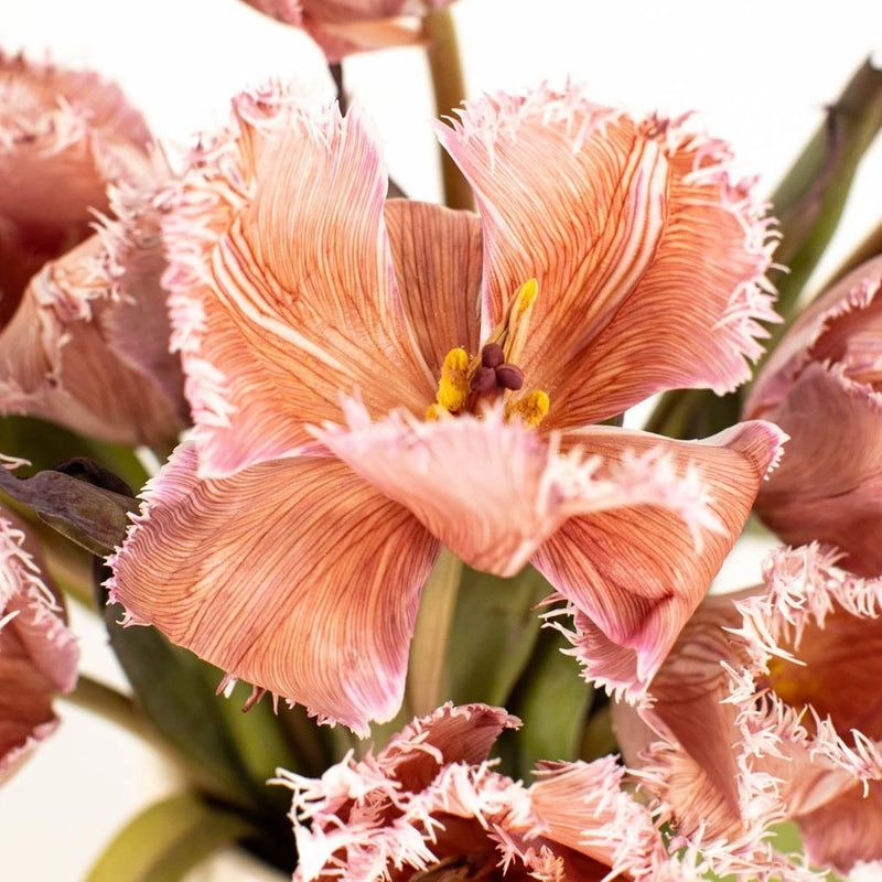 Coffee With Cream Brownie Lily Tulip Close Up - Image