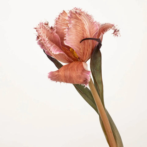 Coffee With Cream Brownie Lily Tulip Stem - Image