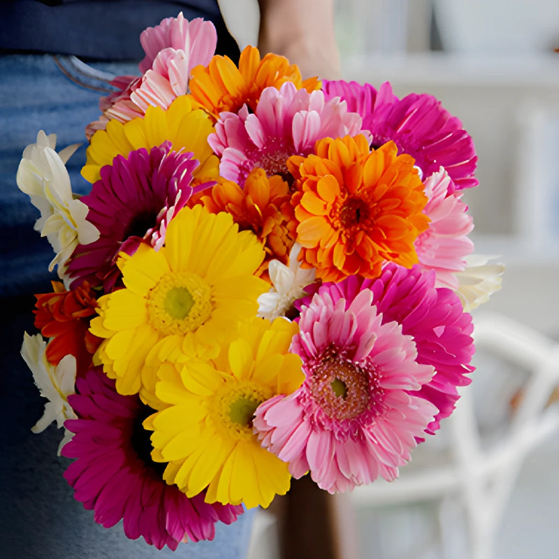Farm Fresh Cut Gerbera Daisies For Your House
